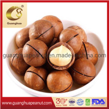 Hot Selling Macadamia Nuts with Shell